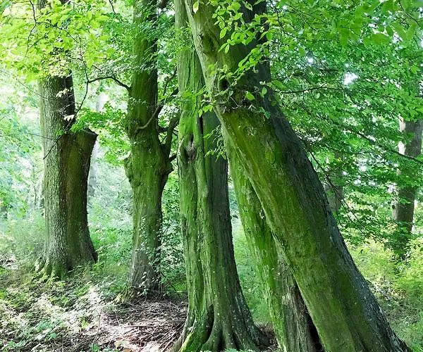 Palac Krzykosy Villa